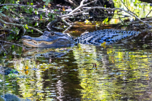 alligator in the water