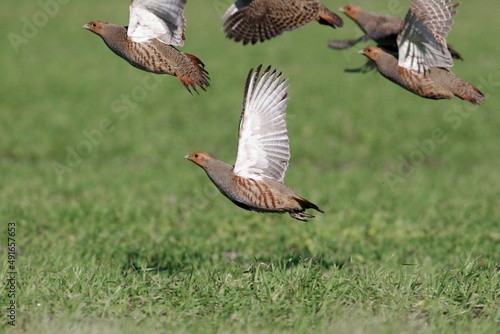 Fotografie, Obraz A flock of gray partridge in flight