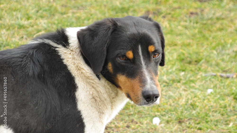 portrait of a dog. Close-up photo of a dog