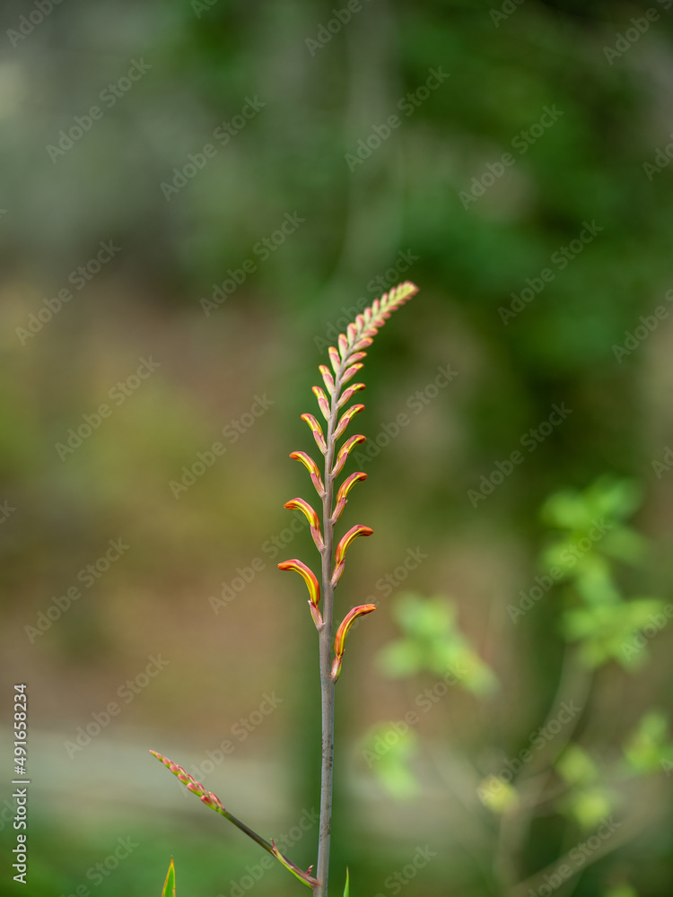 Burnt orange flowers