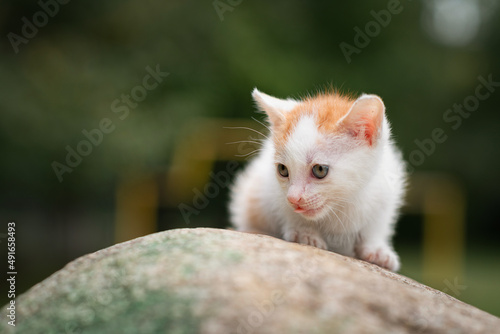 Portrait of a small white kitten on a stone in the park. © shymar27