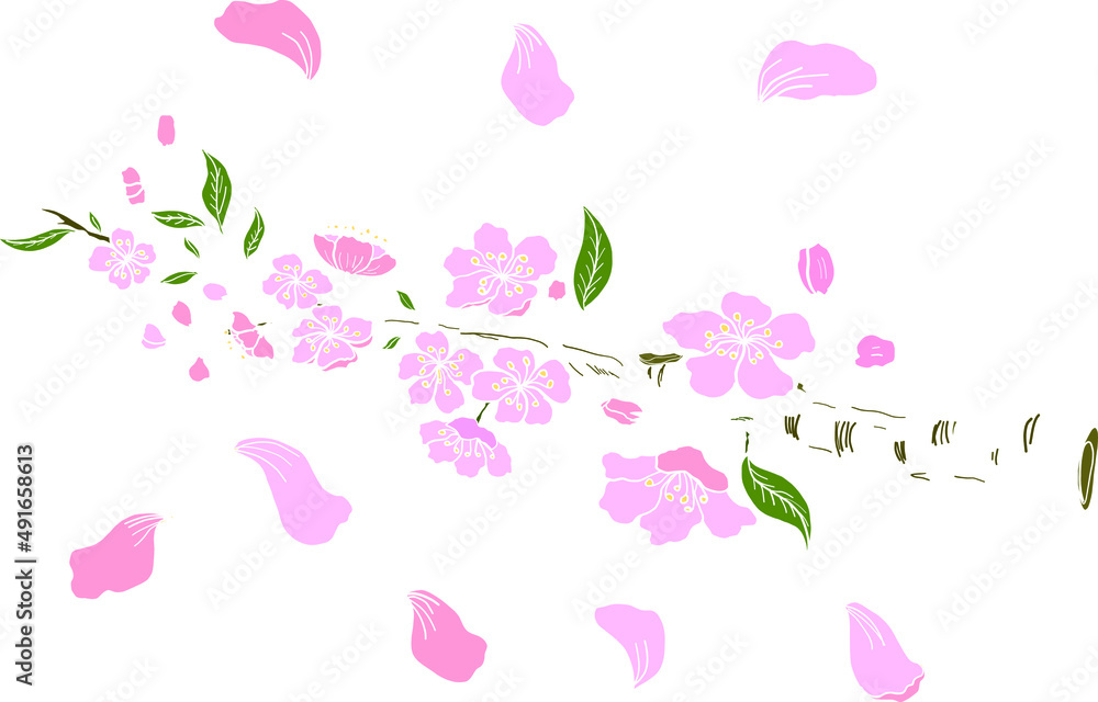 Branch of Cherry blossom on white.Vector illustration Sakura Flower,Nice Peach blossom isolated vector.Japanese floral.Nature background with blossom branch of sakura flower vector.Gold line apricot. Branch of Cherry blossom on white.Vector illustration Sakura Flower,Nice Peach blossom isolated vector.Japanese floral.Nature background with blossom branch of sakura flower vector.Gold line apricot.
