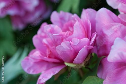 Paeonia    suffruticosa or deep pink blossoms of the tree peony