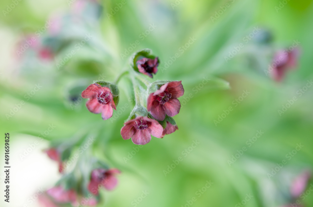 dainty pink flowers on an abstract green background dainty pink flowers on an abstract green background