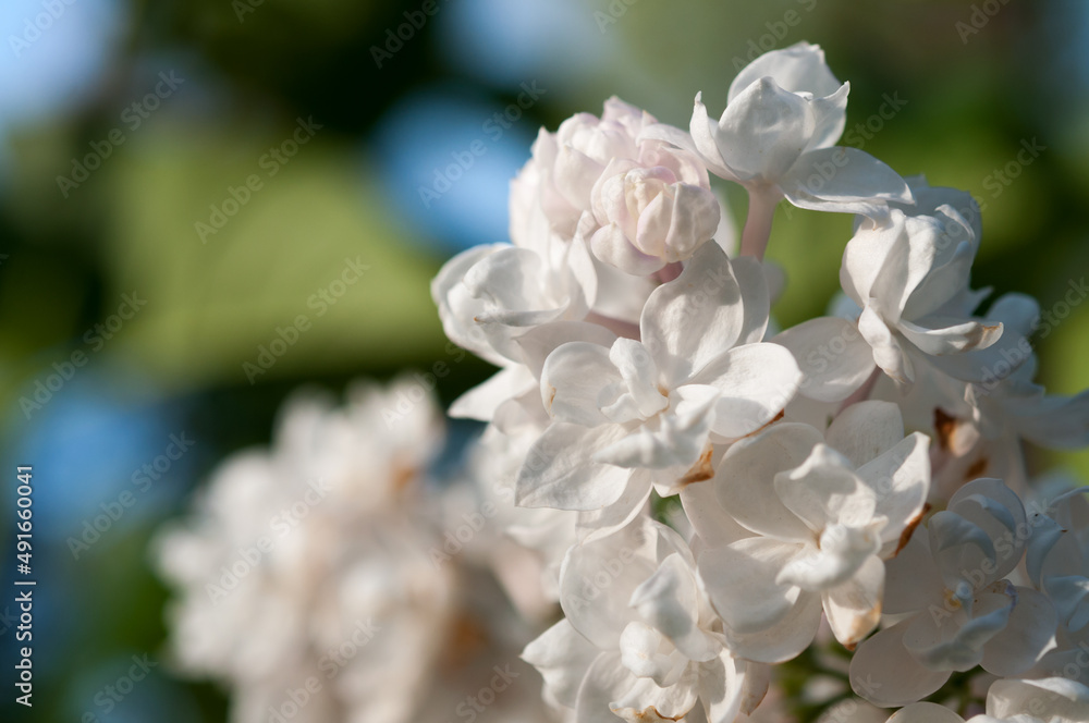 light pink Syringa vulgaris or lilac blossoms and buds on a bokeh background light pink Syringa vulgaris or lilac blossoms and buds on a bokeh background