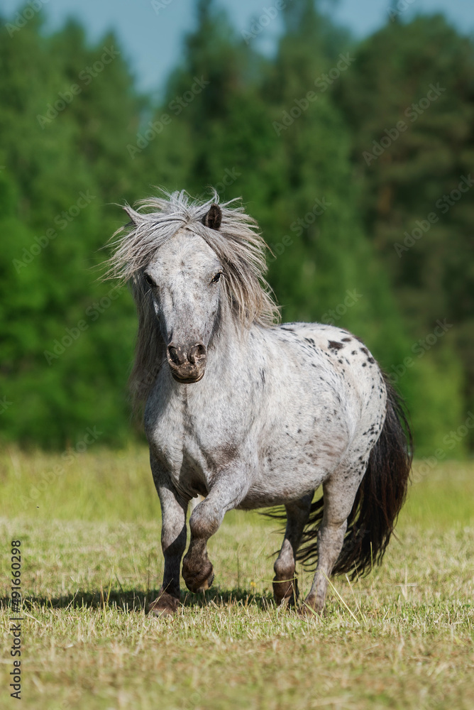 Beautiful appaloosa pony running in summer Beautiful appaloosa pony running in summer