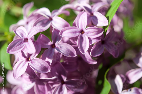 Syringa vulgaris or lilac in sunlight © eugen