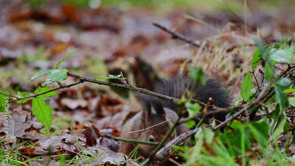 European red squirrel looking for food on a forest meadow, december, north rhine westphalia, (sciurus vulgaris), germany European red squirrel looking for food on a forest meadow, december, north rhine westphalia, (sciurus vulgaris), germany