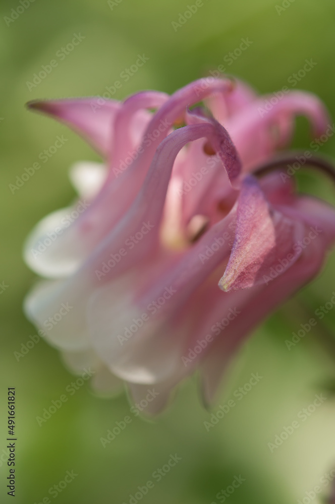Aquilegia or granny's bonnet, columbine on a green background
