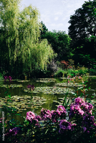 lush pond with lily pads