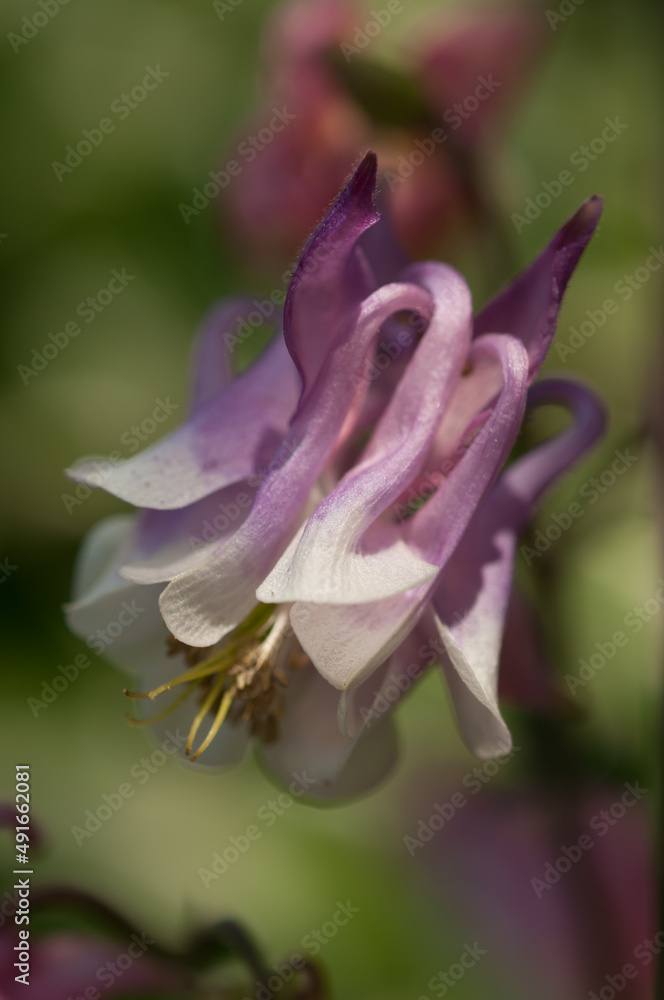 Aquilegia or granny's bonnet, columbine close up on an olive green background Aquilegia or granny's bonnet, columbine close up on an olive green background