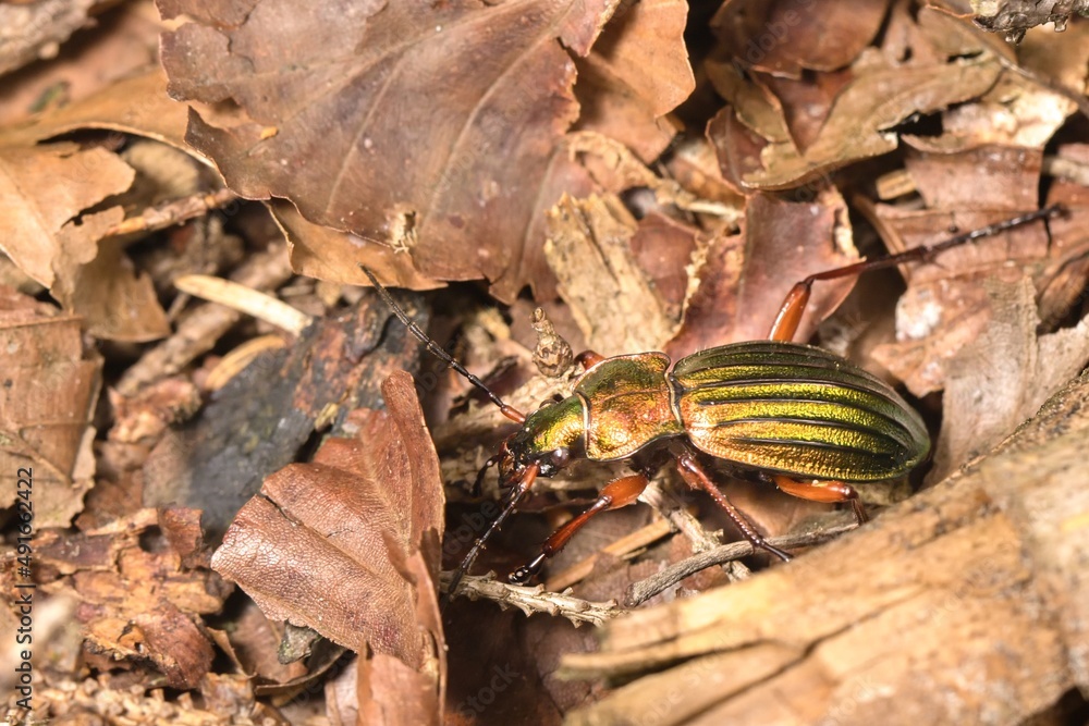 Golden glittering beetle (Carabus auronitens) with black stripes in dry forest leaves. Macro.