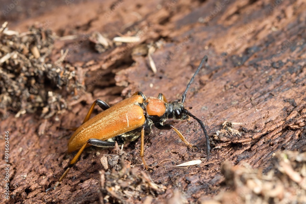 A series of images of a beetle (Stictoleptura rubra) crawling on a dry tree trunk. Macro. A series of images of a beetle (Stictoleptura rubra) crawling on a dry tree trunk. Macro.