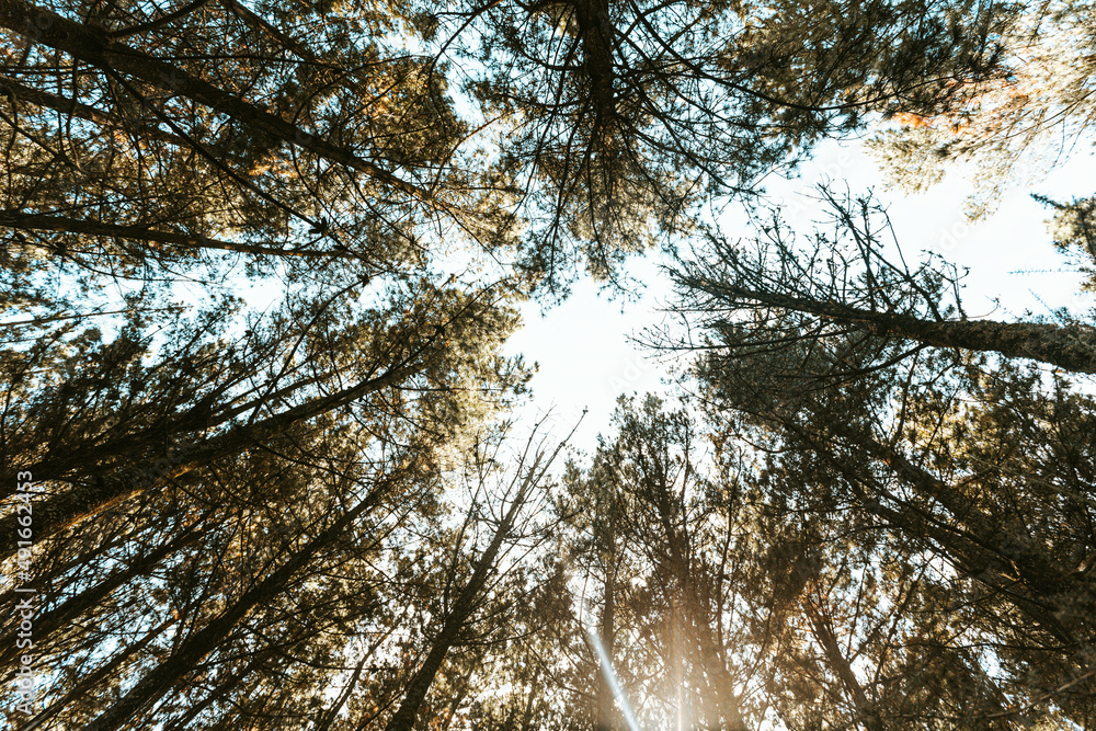 Fototapeta premium view of trees from forest floor
