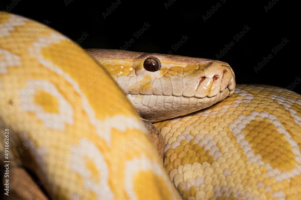 Fototapeta premium close up of a python