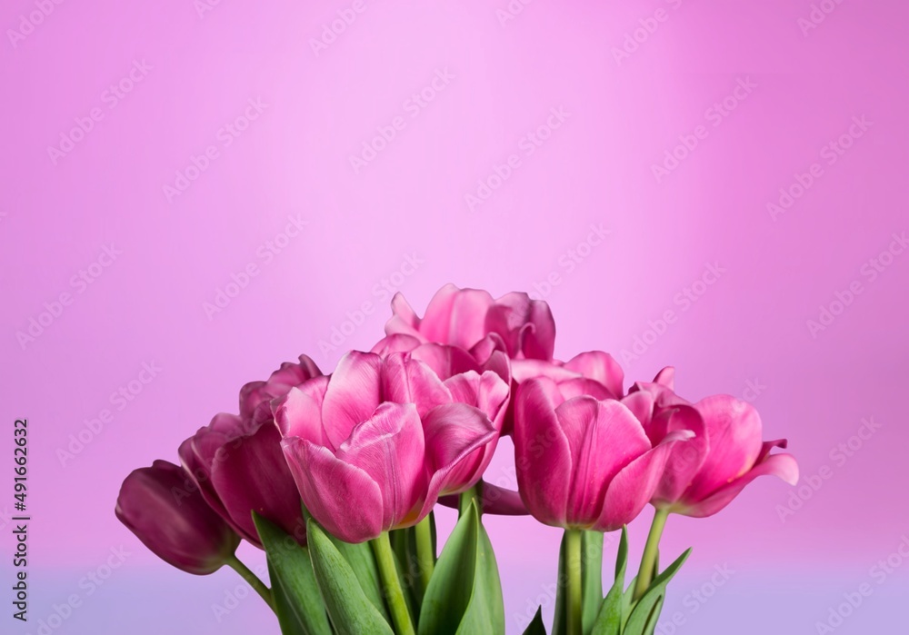 Fototapeta premium Purple fresh flower on bright background