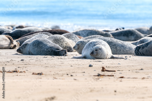 Grey seals, Halichoerus grypus, lying down on a beach of Dune island in Northern sea, Germany. Funny animals on a beautiful sunny day of winter. Wildlife of the north.