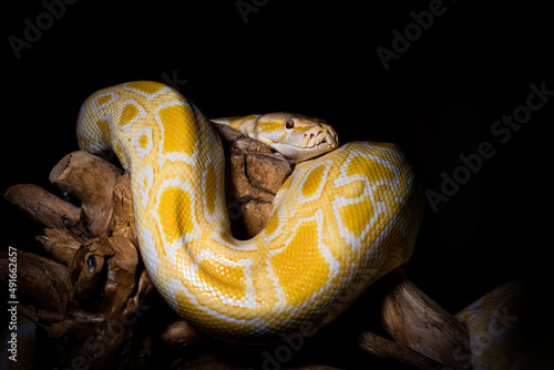 close up of a python