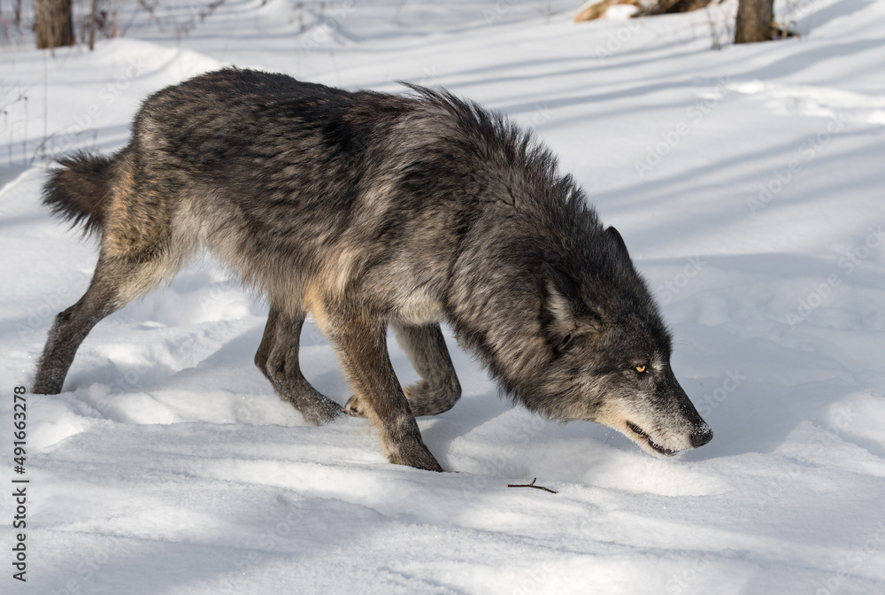 Black Phase Grey Wolf (Canis lupus) Stalks Right on Edge of Forest Winter