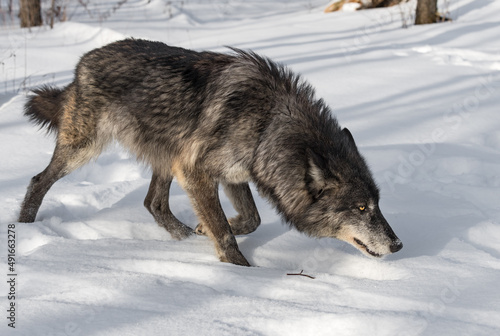 Obraz na płótnie Black Phase Grey Wolf (Canis lupus) Stalks Right on Edge of Forest Winter w salonie