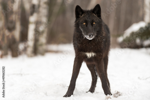Black Phase Grey Wolf  Canis lupus  With White Spot on Chest Stares Out Winter