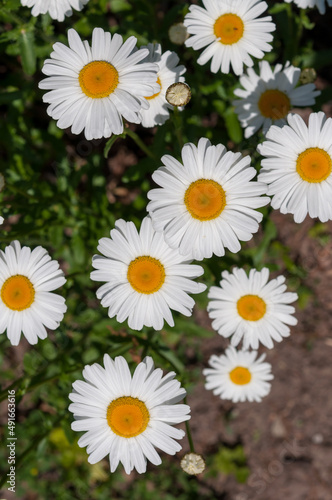 daisies in a garden