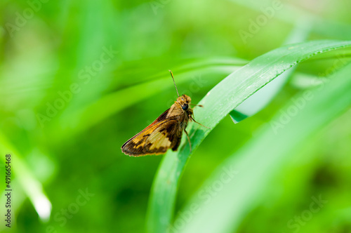 butterfly (skipper) on a blade of grass
