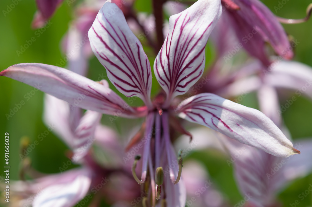 close up of a flower with lines on petals