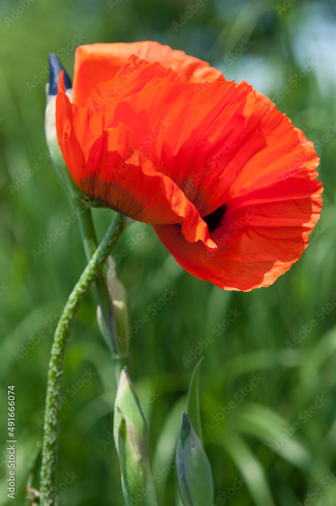 Fototapeta premium red poppy flower and iris flower buds