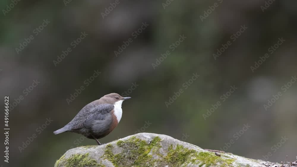 Isolated Dipper on the rock (Cinclus cinclus) Isolated Dipper on the rock (Cinclus cinclus)