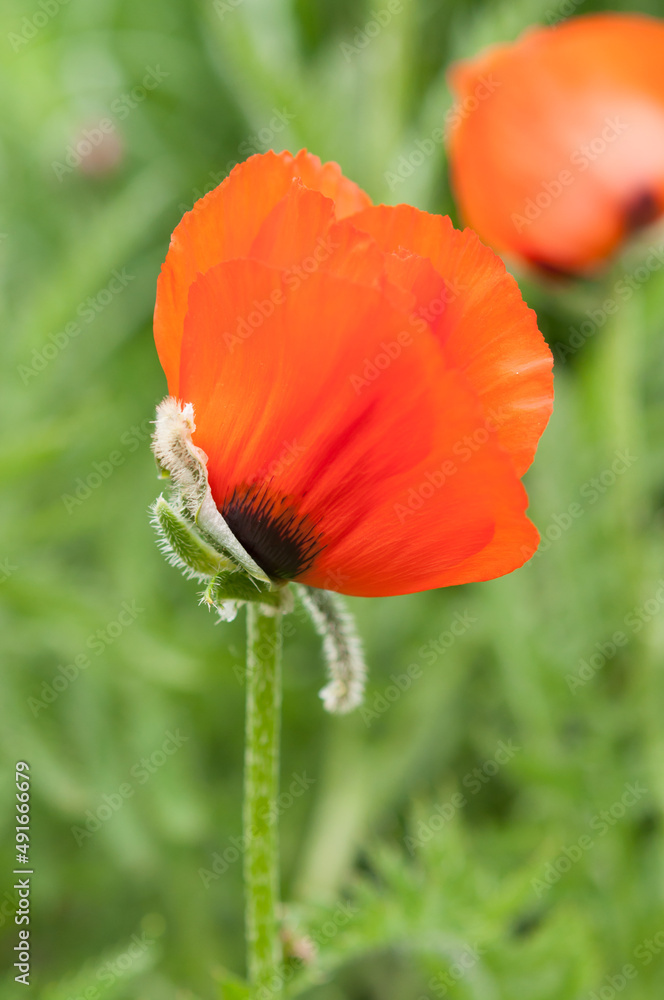 Papaveraceae or Papaver orientale isolated on a lush green background
