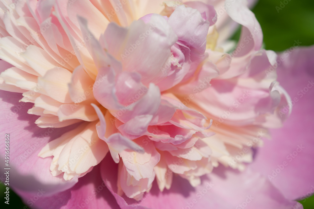 fancy double peony up close