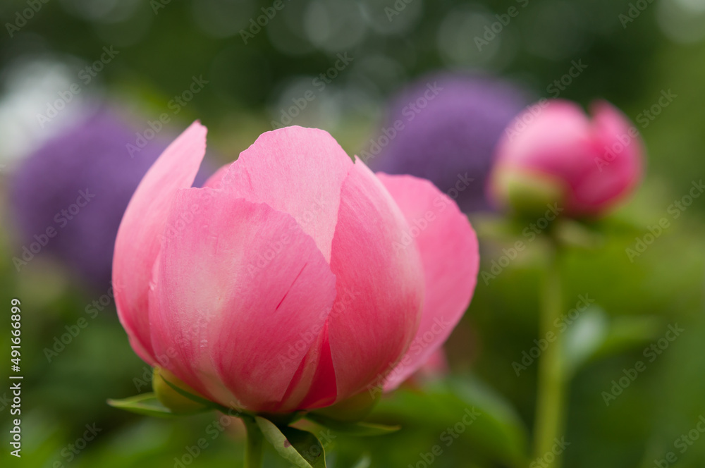 pink garden peony buds (some out of focus) pink garden peony buds (some out of focus)