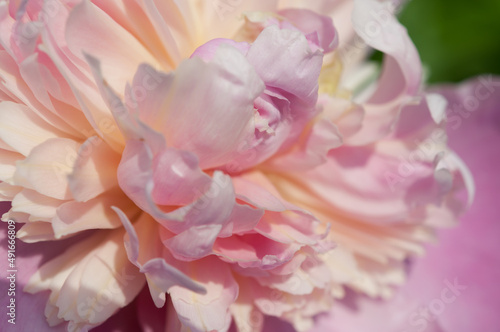 double peony up close © eugen