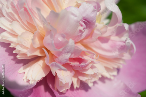 fancy double peony up close © eugen