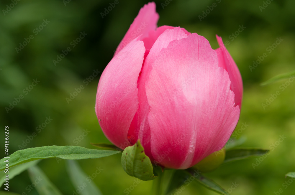 pink garden peony bud up close