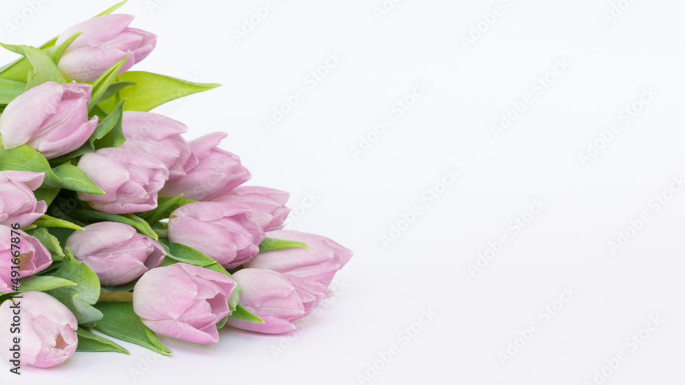 Obraz premium Kwitnące, różowe tulipany na białym tle
