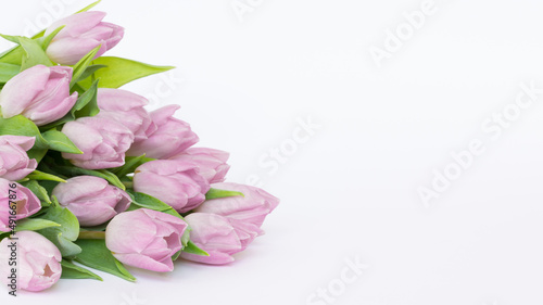 Kwitnące, różowe tulipany na białym tle