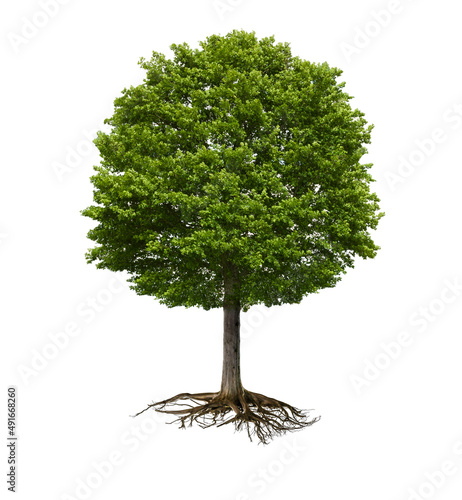 Grüner Baum mit Wurzelstock isoliert