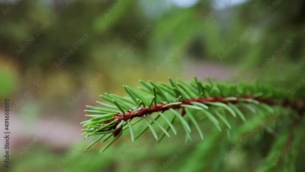 Green coniferous branch. Spruce sprig close-up side view. Nature background. Decorative tree. Video footage. Details of forest. Soft focus. Bright color. Healthy garden. Evergreen plant. Warm season. Green coniferous branch. Spruce sprig close-up side view. Nature background. Decorative tree. Video footage. Details of forest. Soft focus. Bright color. Healthy garden. Evergreen plant. Warm season.