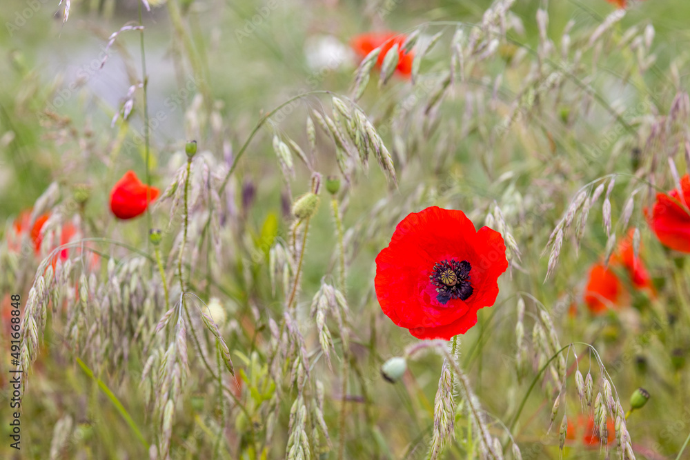 Fototapeta premium Red poppy