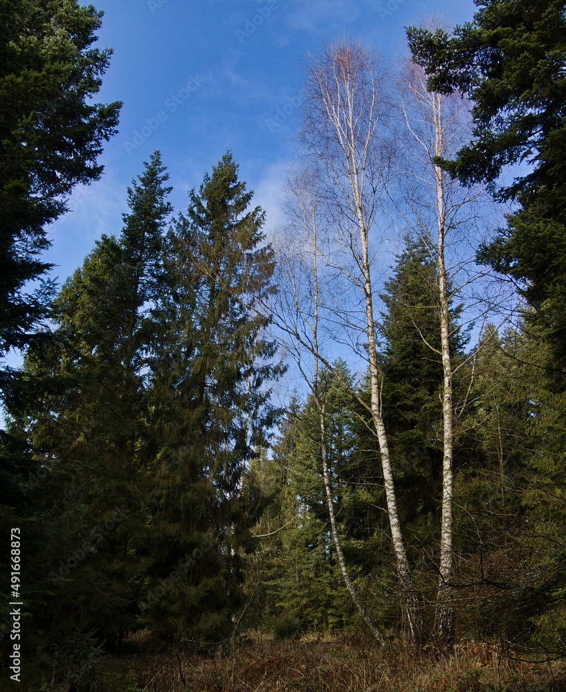 Lonely birch trees in a spruce forest. - obrazy, fototapety, plakaty 