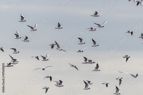 Black-headed gull (Chroicocephalus ridibundus) © chris2766