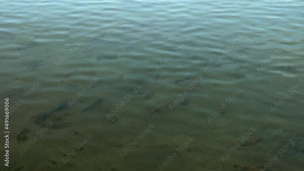 Arctic char swmmng under water surface Iceland