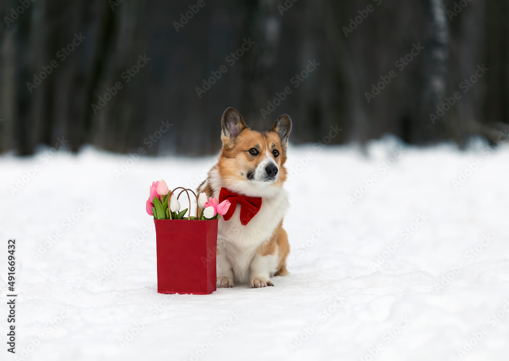 cute corgi dog puppy sitting with a gift paper bag with a bouquet of tulips on white snow in a spring park
