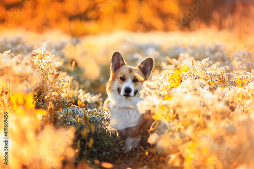 cute corgi dog puppy sitting on a sunny blooming meadow on a warm summer day