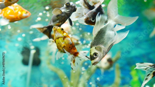 goldfish swimming in the aquarium with clear water  looks very beautiful 