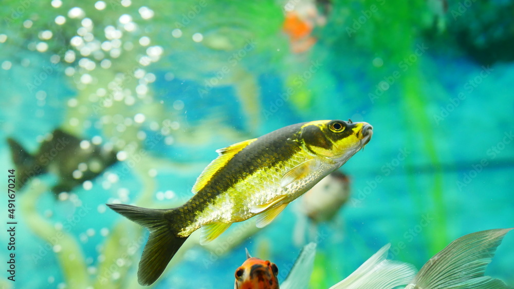 Naklejka premium goldfish swimming in the aquarium with clear water, looks very beautiful 