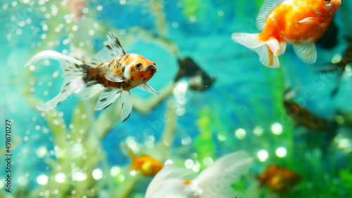 goldfish swimming in the aquarium with clear water, looks very beautiful
