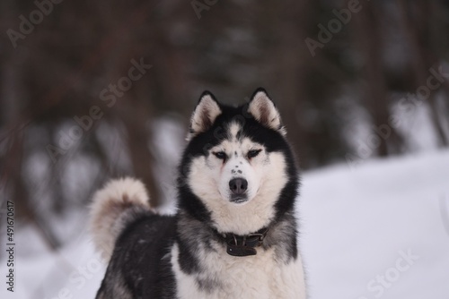 siberian husky on the snow